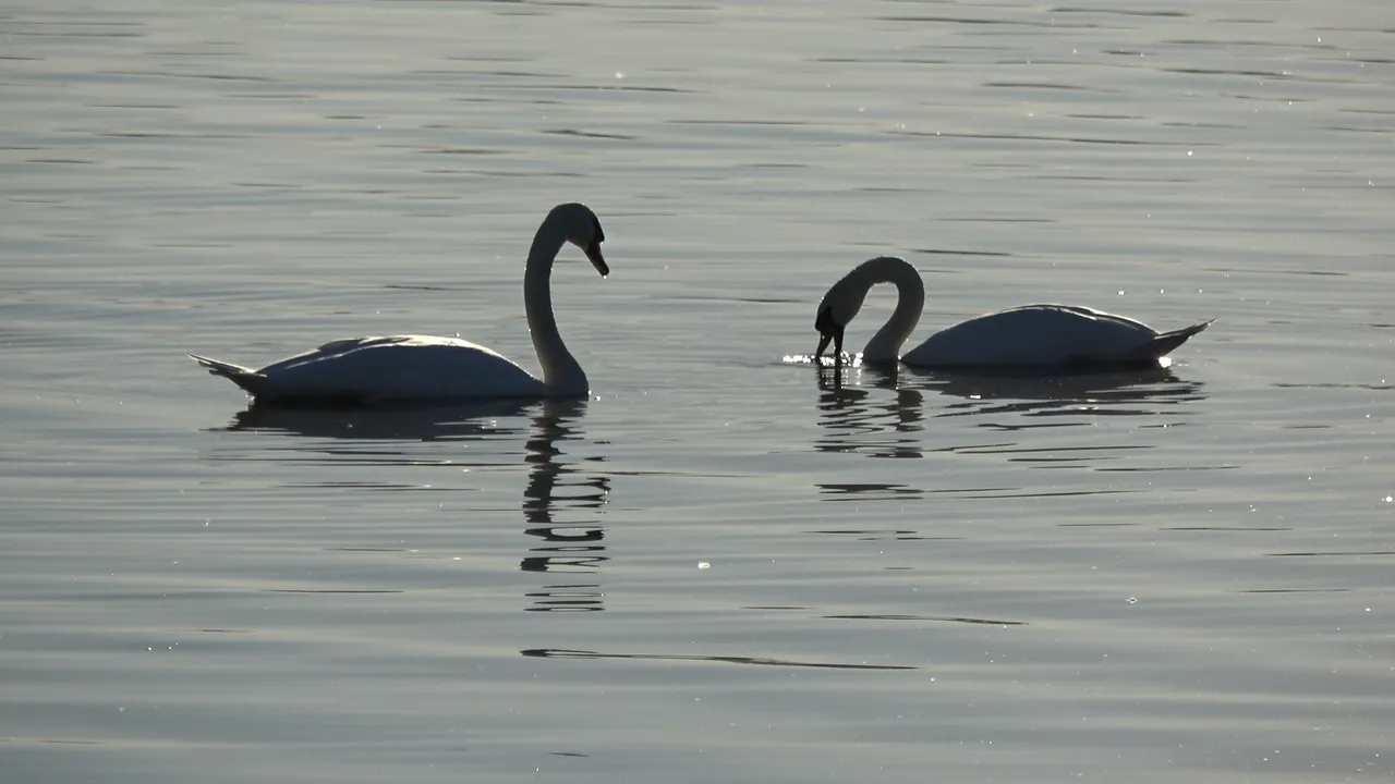 LakeSwans1.JPG