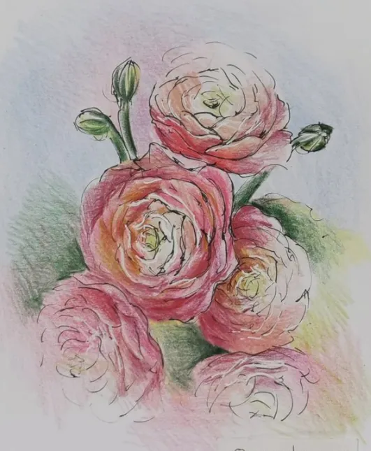ranunculus.png