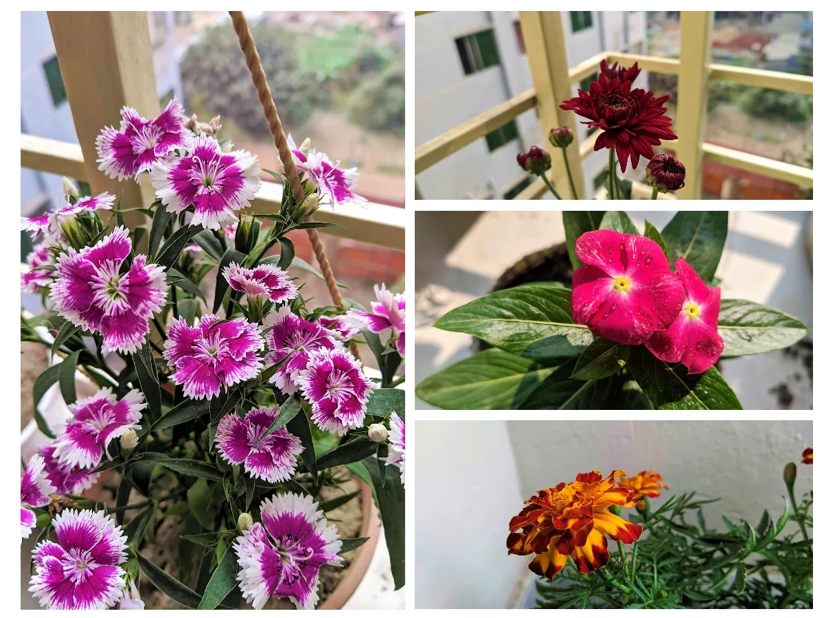 collage 1.jpg