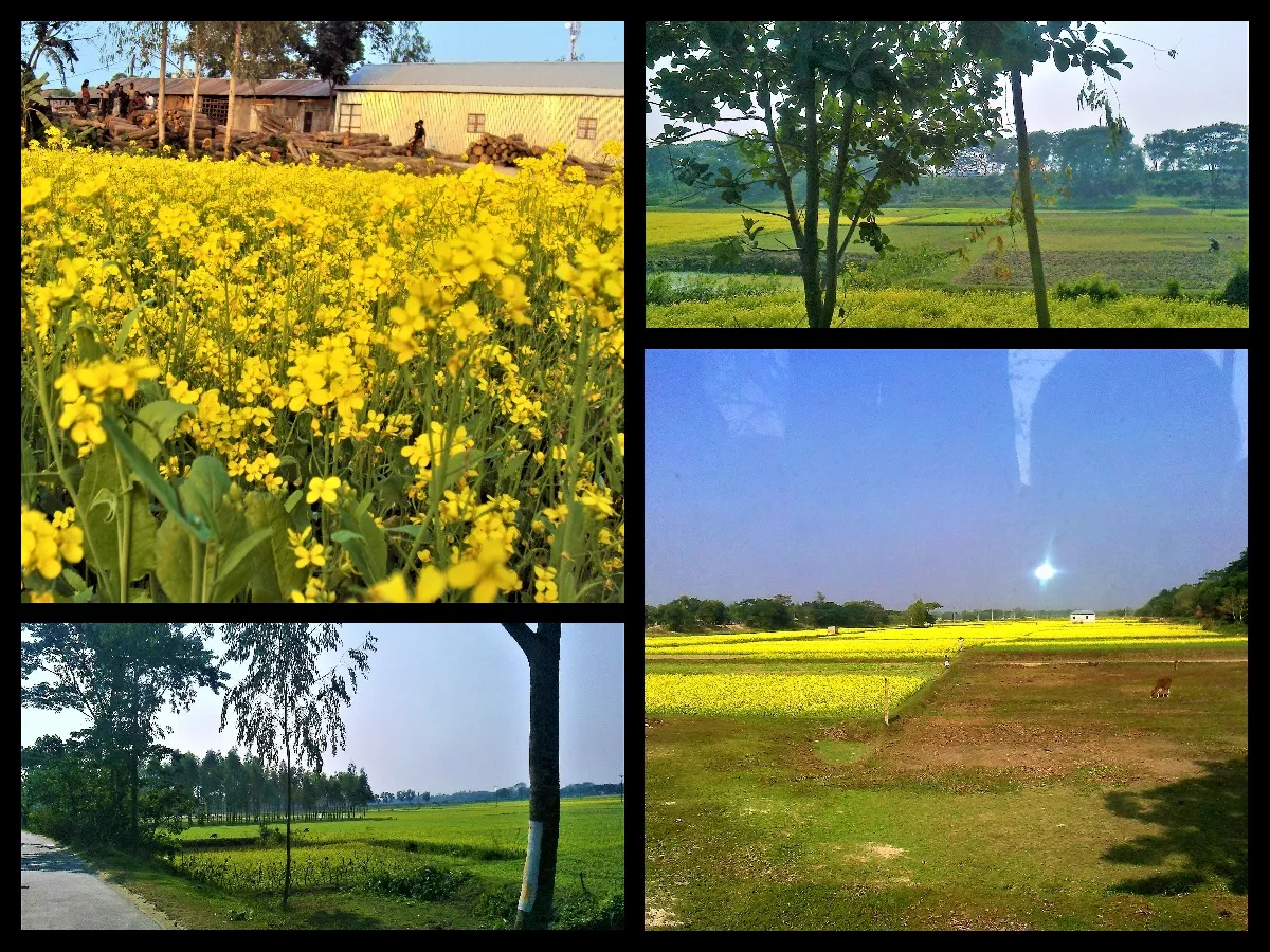collage 2.jpg