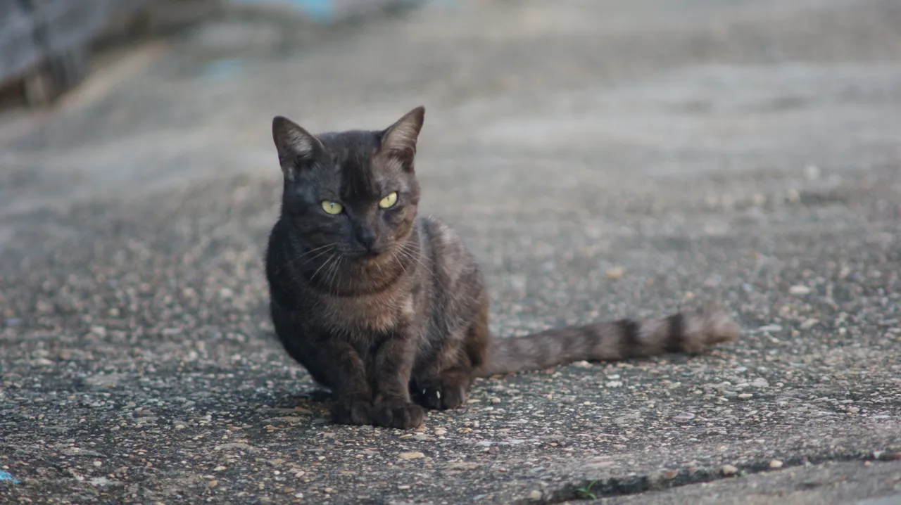 DSC01603.JPG