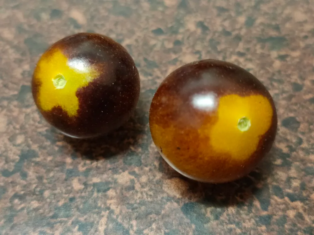 mini_tomato_1.jpg