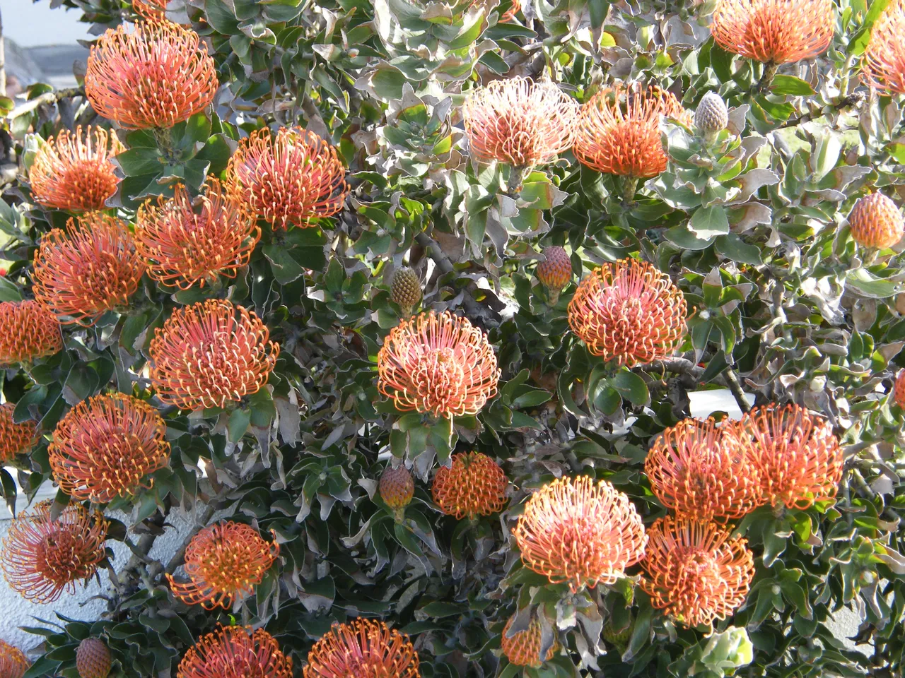 DSCF2696.JPG