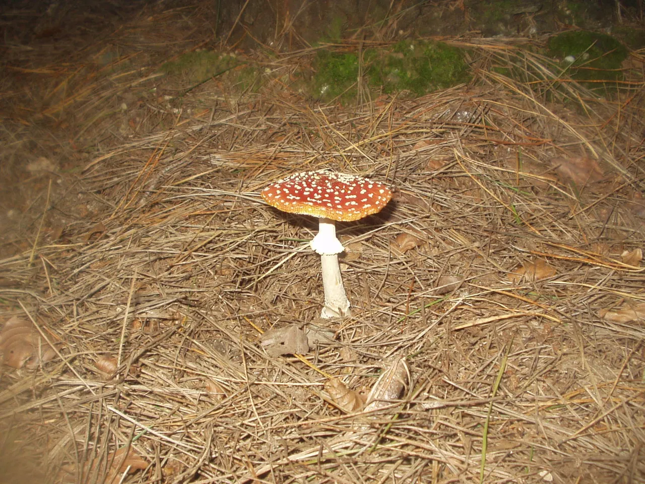 P1010477.JPG