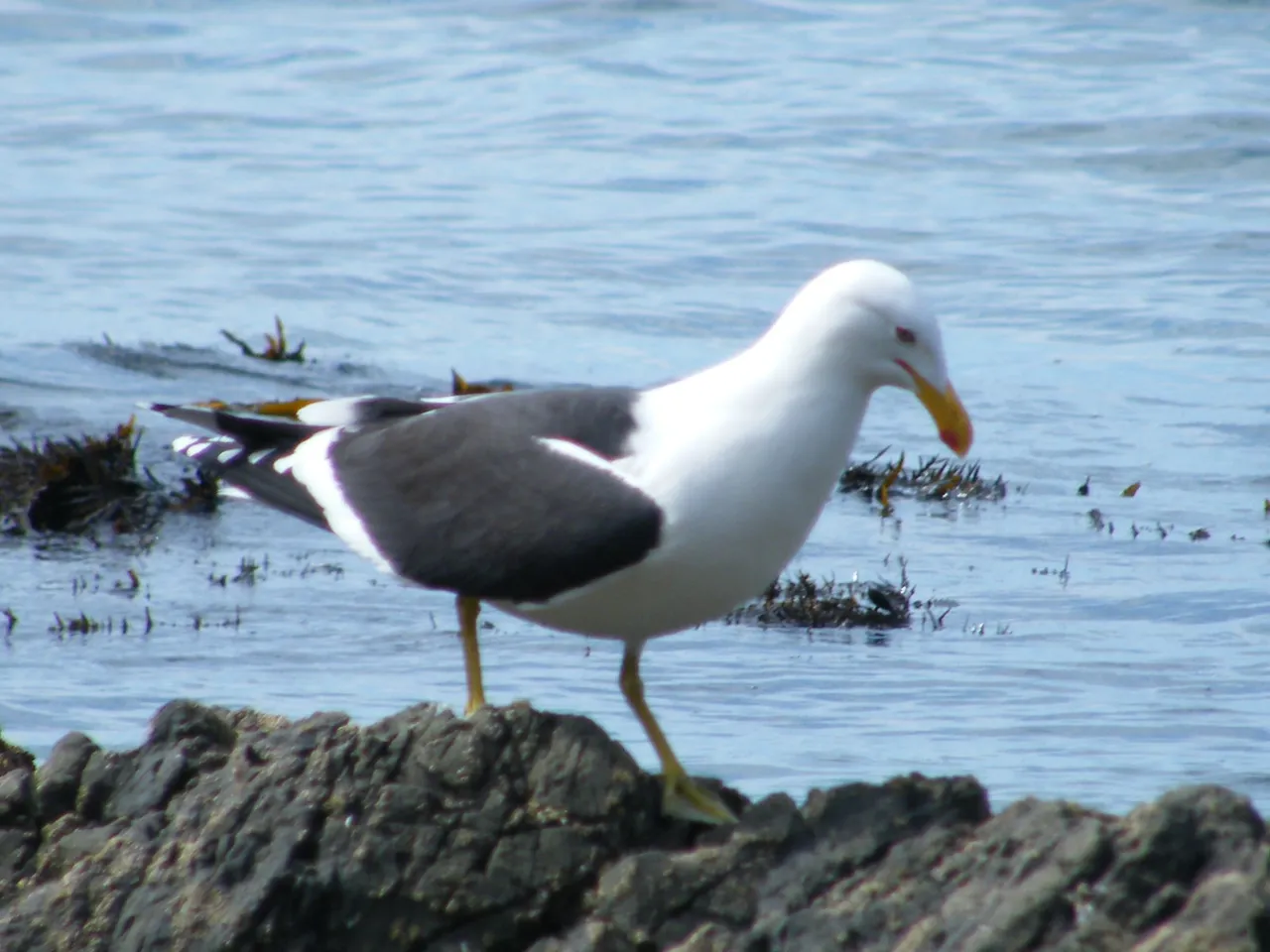 DSCF2523.JPG