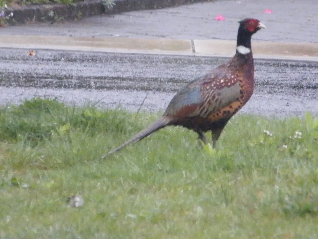 DSCF2654.JPG