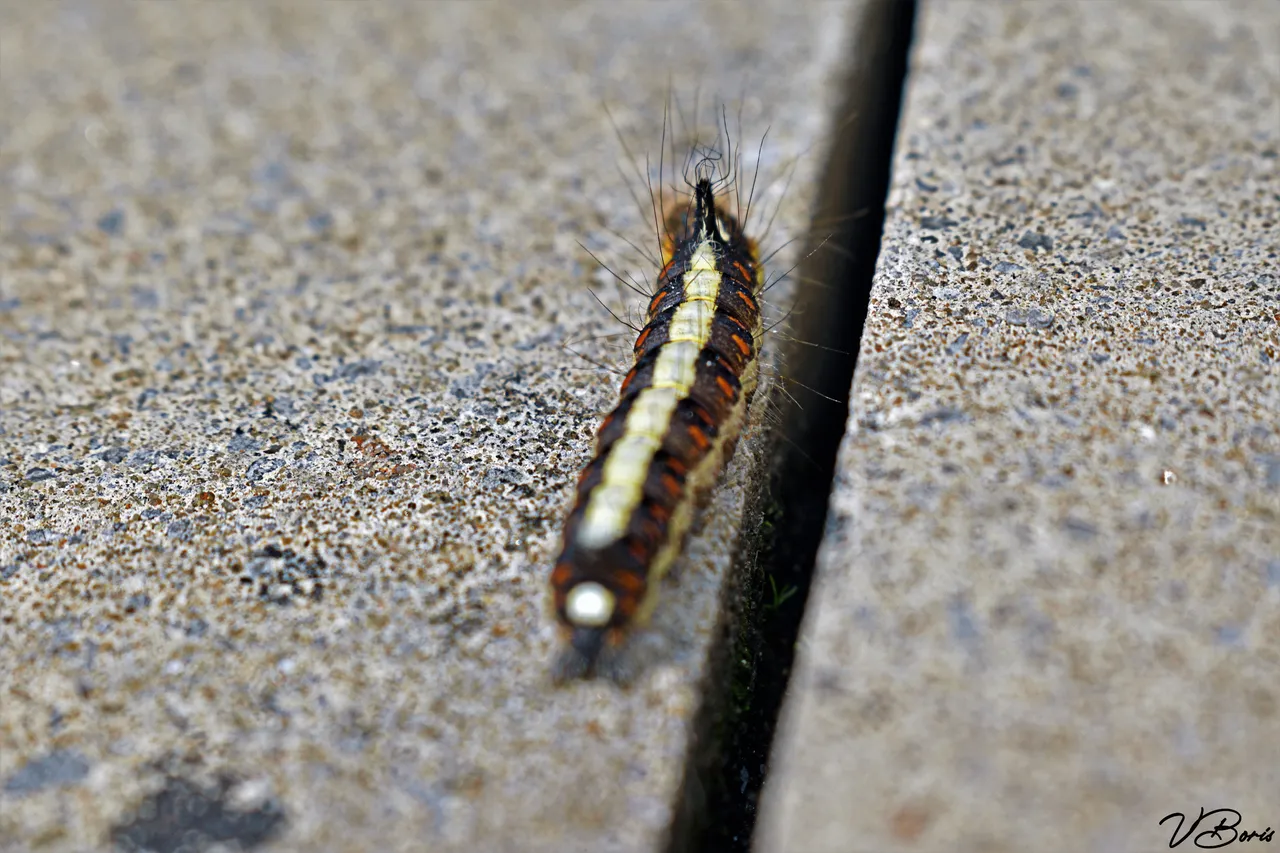 DSC_0544_00006.jpg