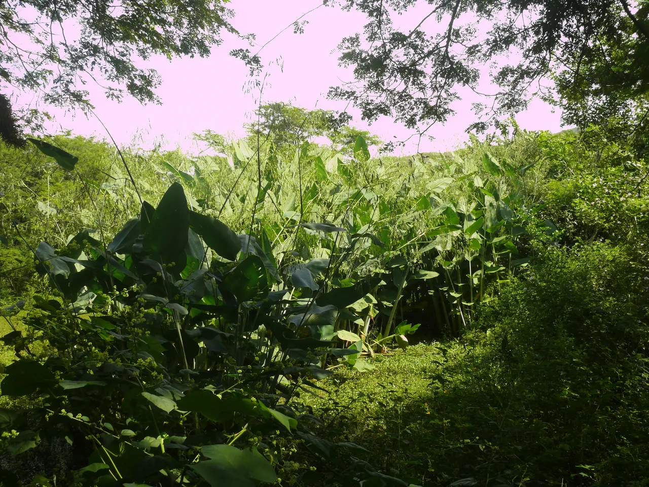 P1980430.JPG