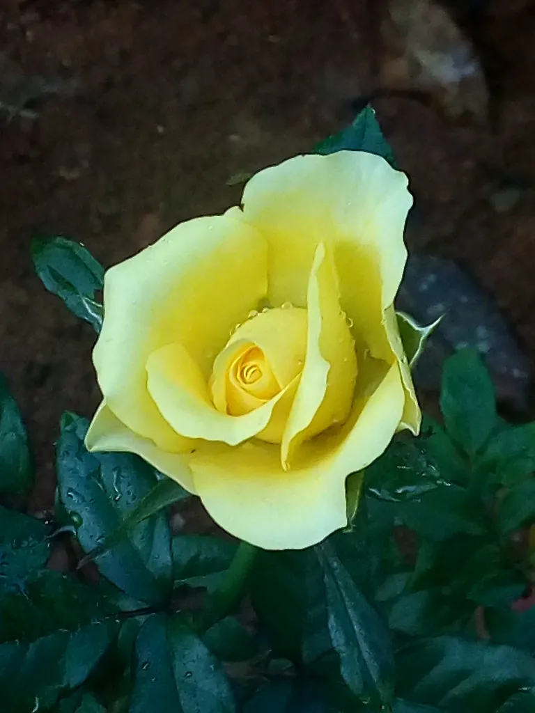 rosey 005.jpg