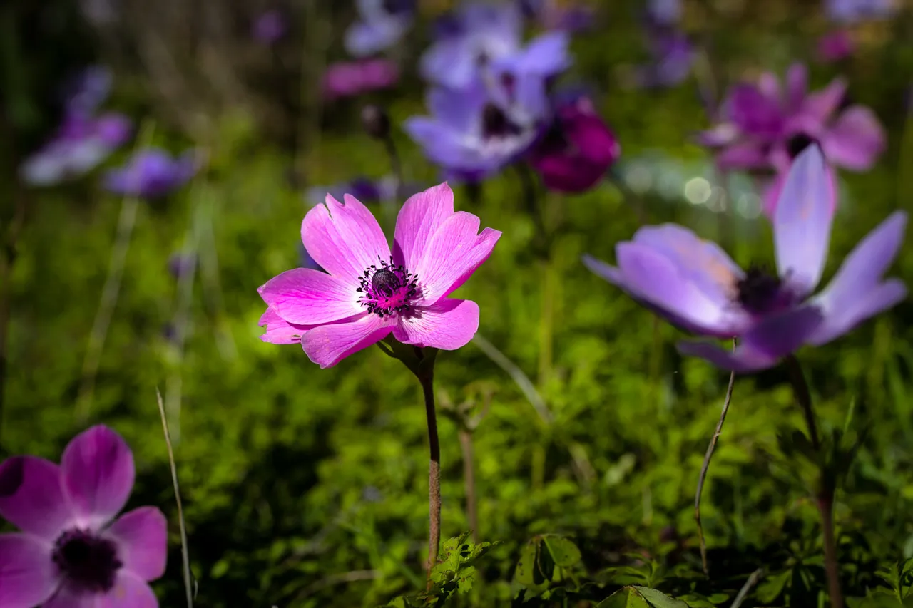 _MG_2547.jpg