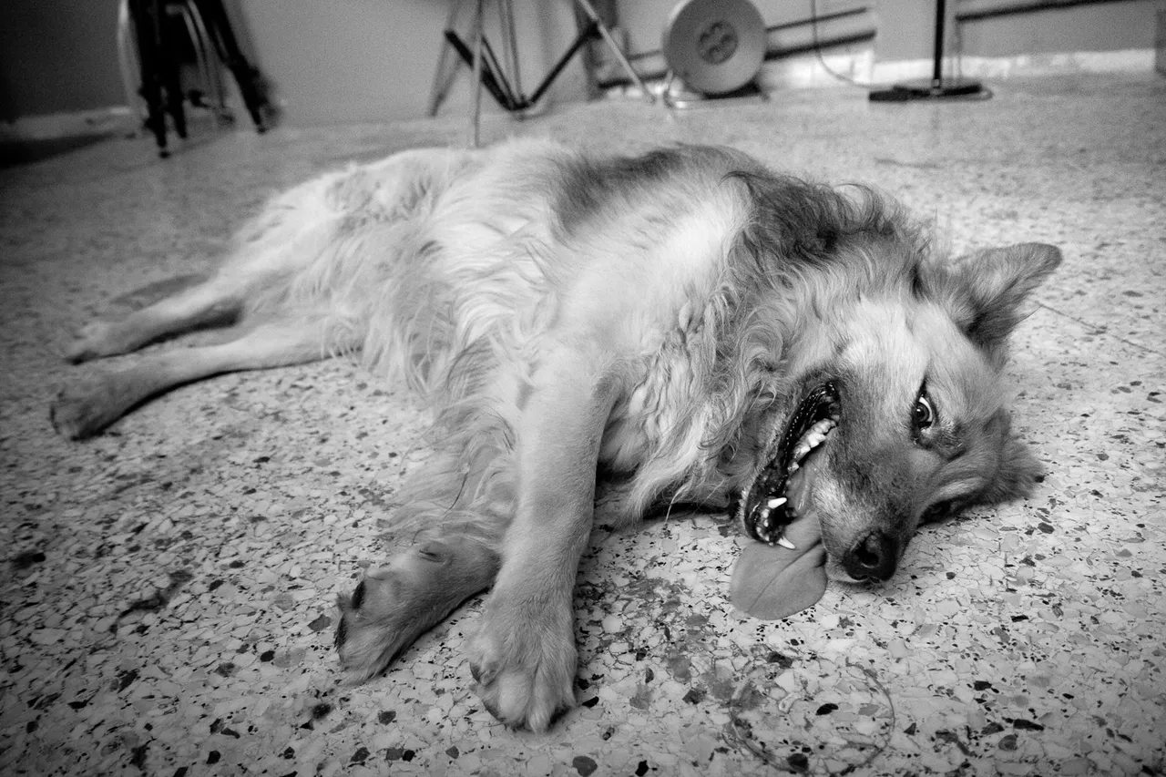 _MG_6597.jpg