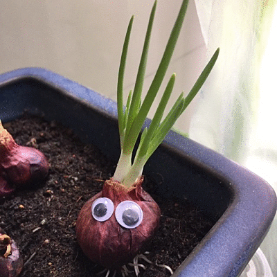 endonion.gif