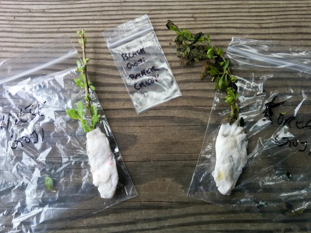 seeds8.jpg