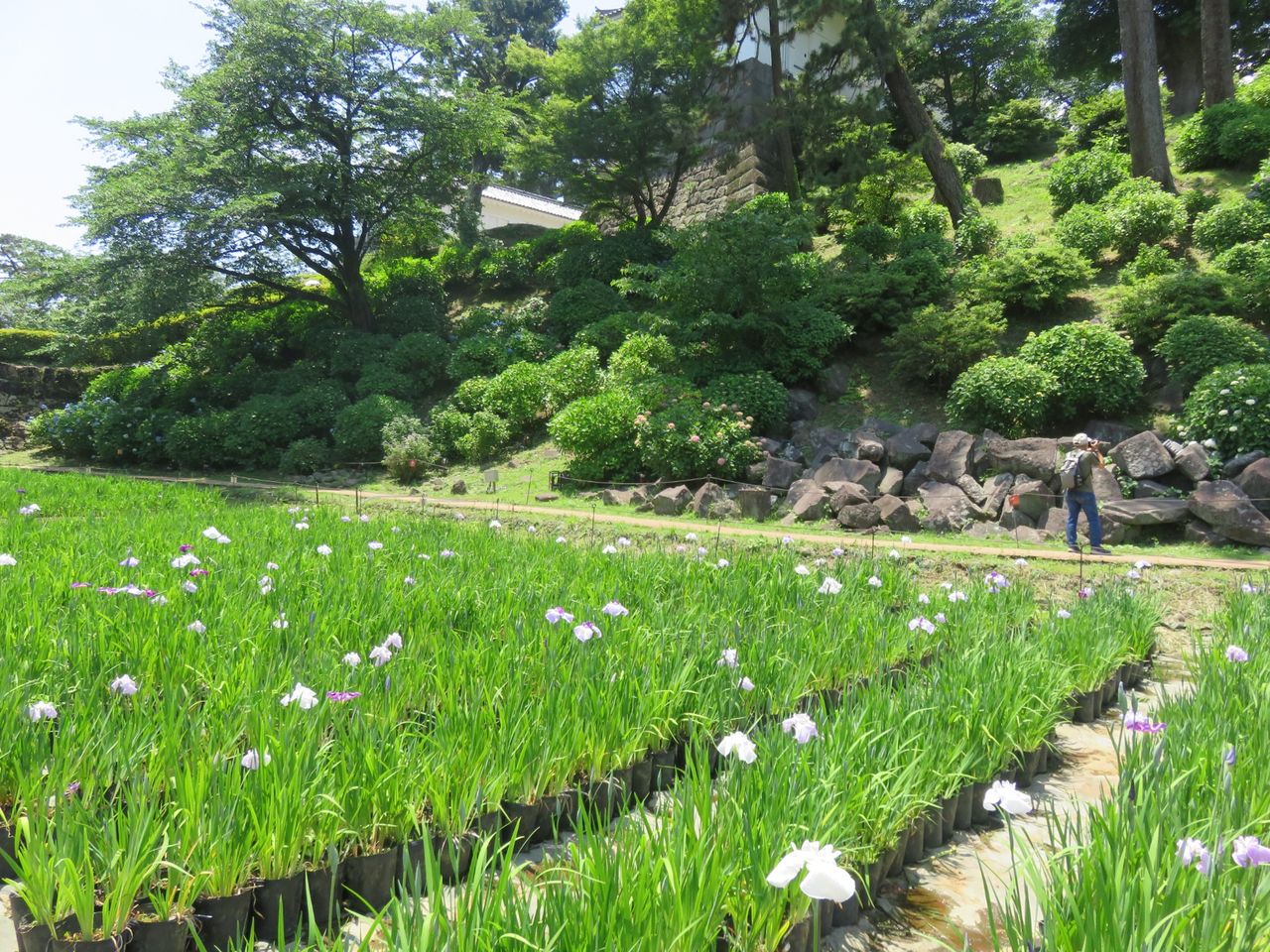 The irises