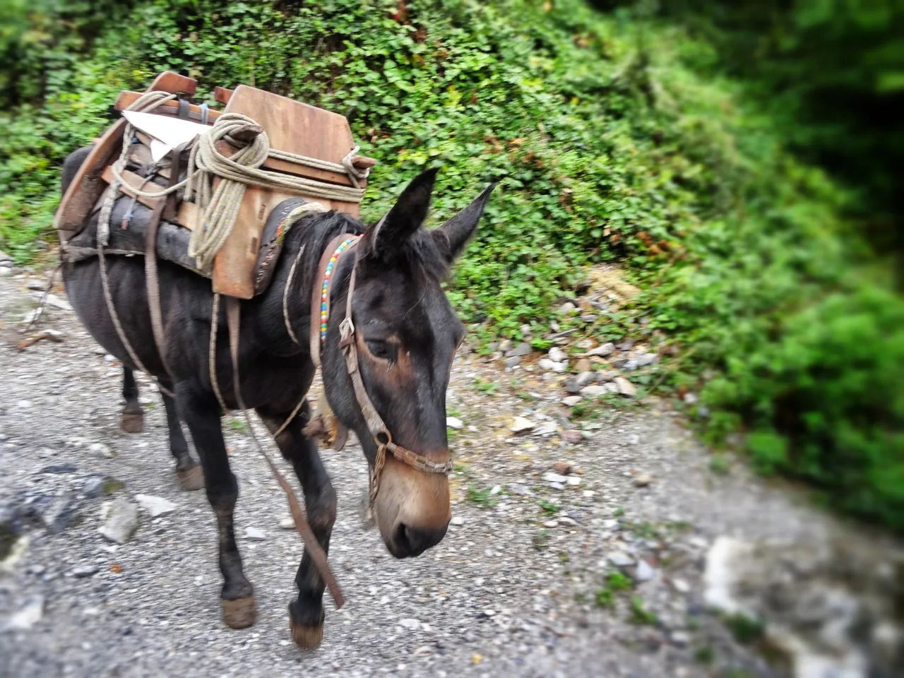 Mules are the trucks of the mountains