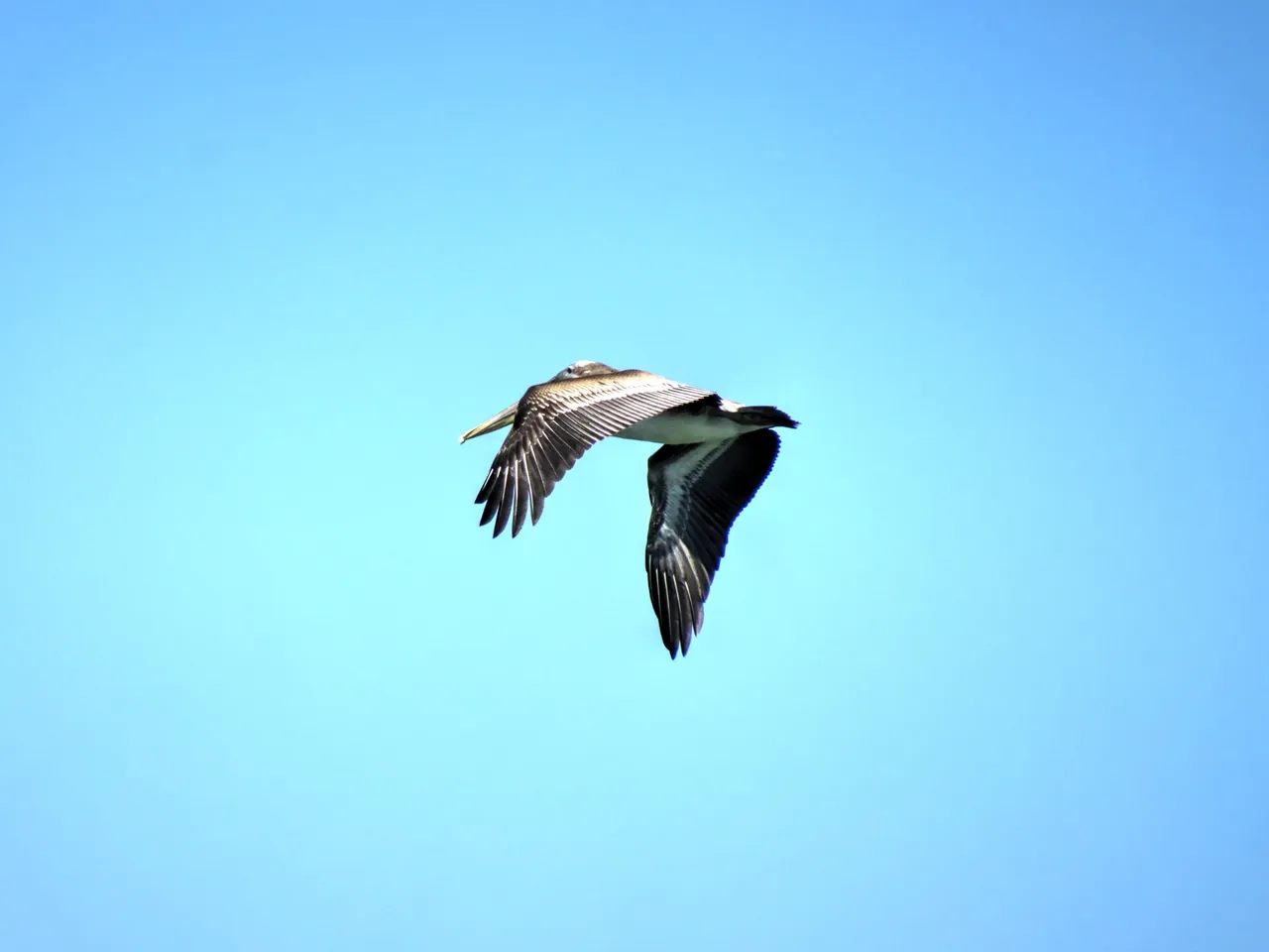 Flying Pelican