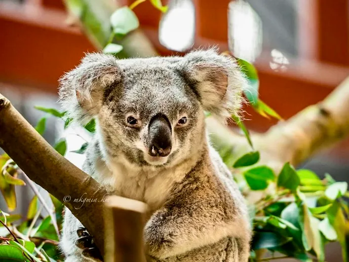 Zoo van Antwerp (Zoo).