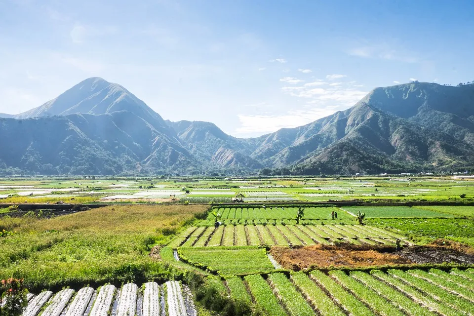 rice fields in the village of Lombok, complete with beautiful-looking mountains