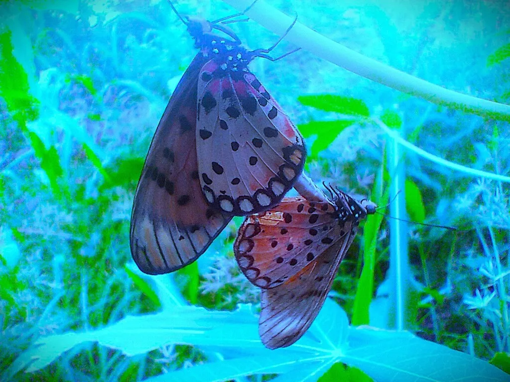 https://inaturalist-open-data.s3.amazonaws.com/photos/519943451/large.jpg
