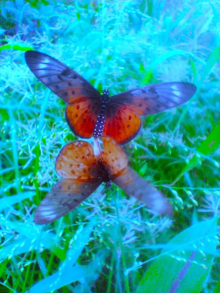 https://inaturalist-open-data.s3.amazonaws.com/photos/519950076/large.jpg