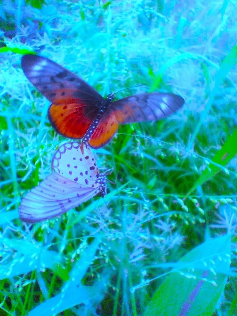 https://inaturalist-open-data.s3.amazonaws.com/photos/519951797/large.jpg
