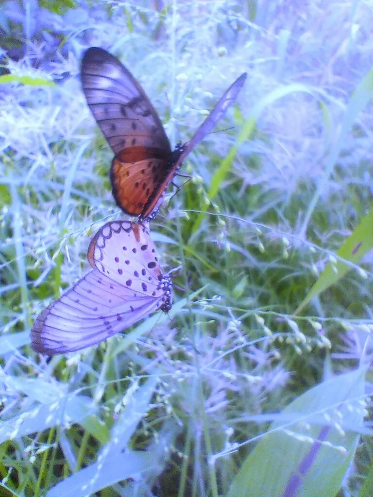 https://inaturalist-open-data.s3.amazonaws.com/photos/519952215/large.jpg