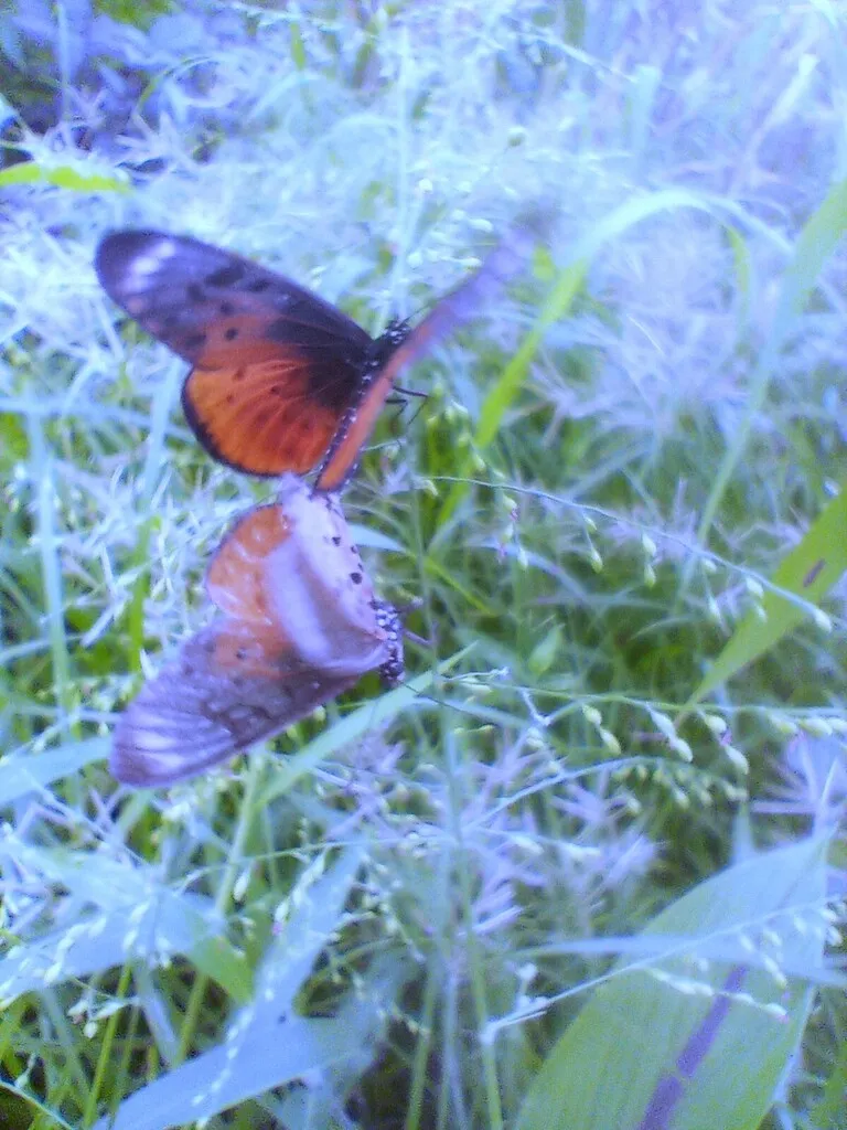 https://inaturalist-open-data.s3.amazonaws.com/photos/519952655/large.jpg