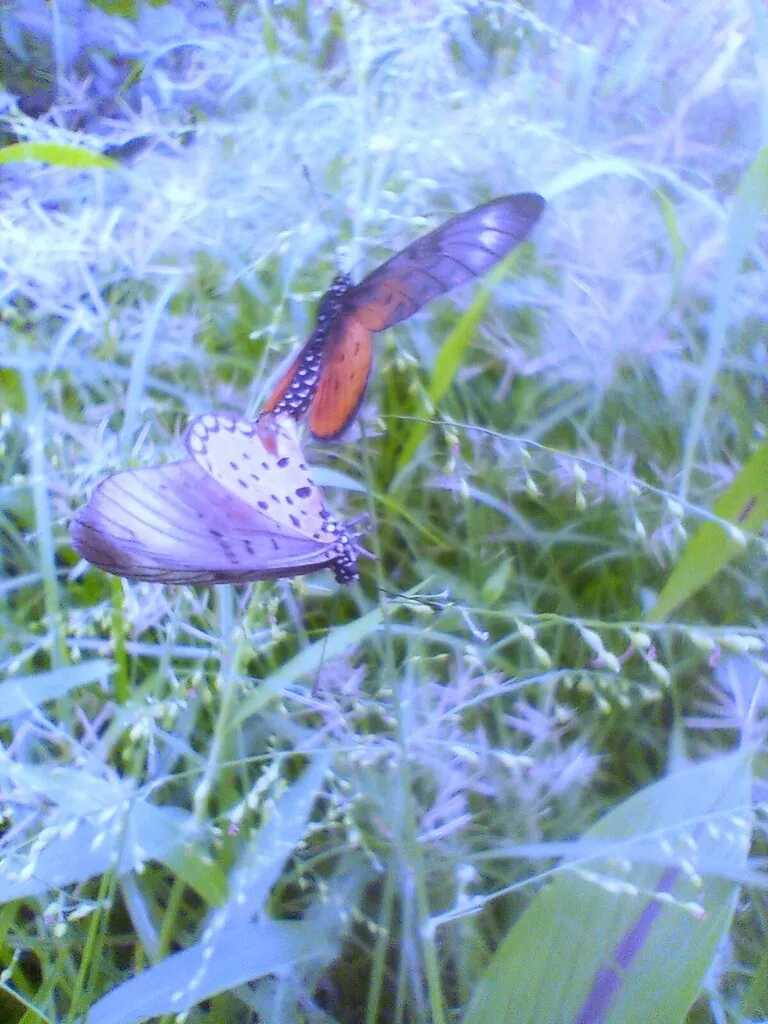 https://inaturalist-open-data.s3.amazonaws.com/photos/519953419/large.jpg