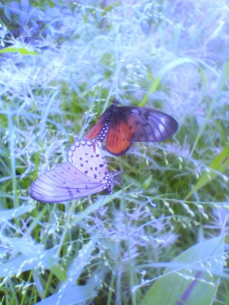 https://inaturalist-open-data.s3.amazonaws.com/photos/519953761/large.jpg