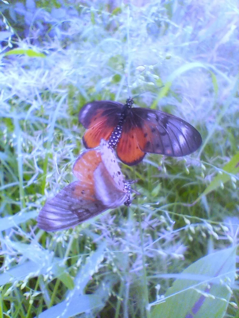 https://inaturalist-open-data.s3.amazonaws.com/photos/519954646/large.jpg