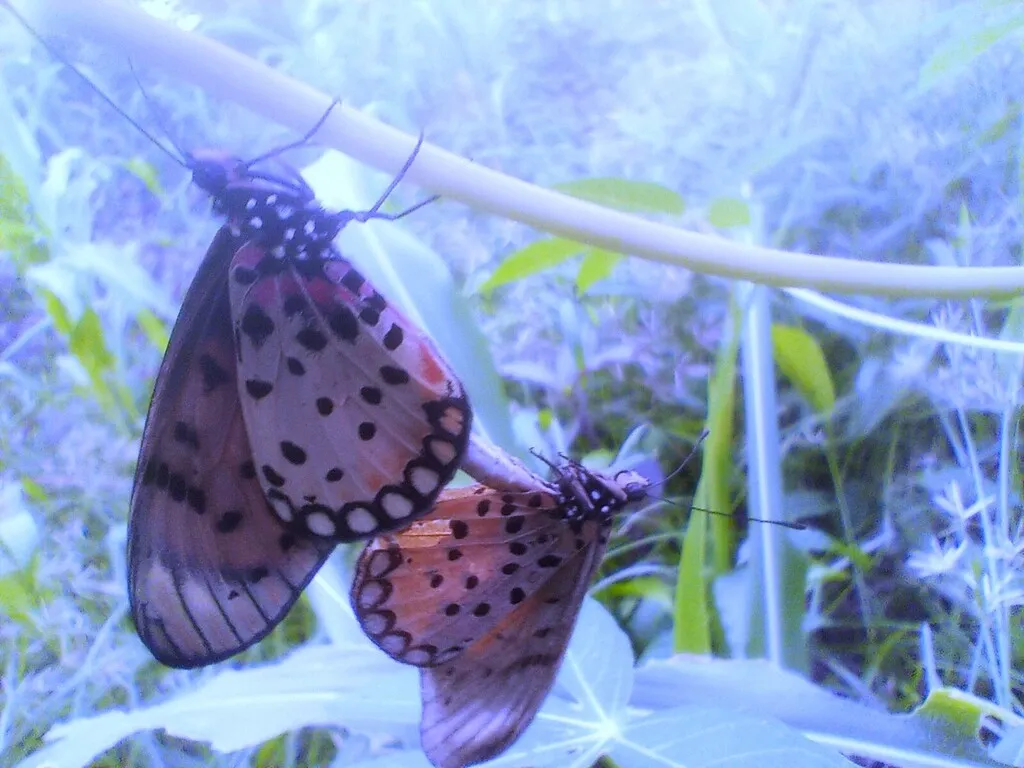 https://inaturalist-open-data.s3.amazonaws.com/photos/519955627/large.jpg
