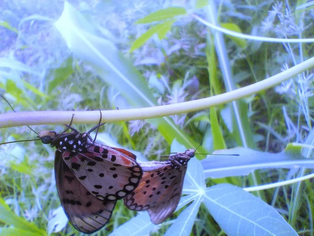 https://inaturalist-open-data.s3.amazonaws.com/photos/519956005/large.jpg