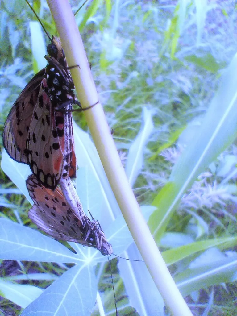 https://inaturalist-open-data.s3.amazonaws.com/photos/519956126/large.jpg