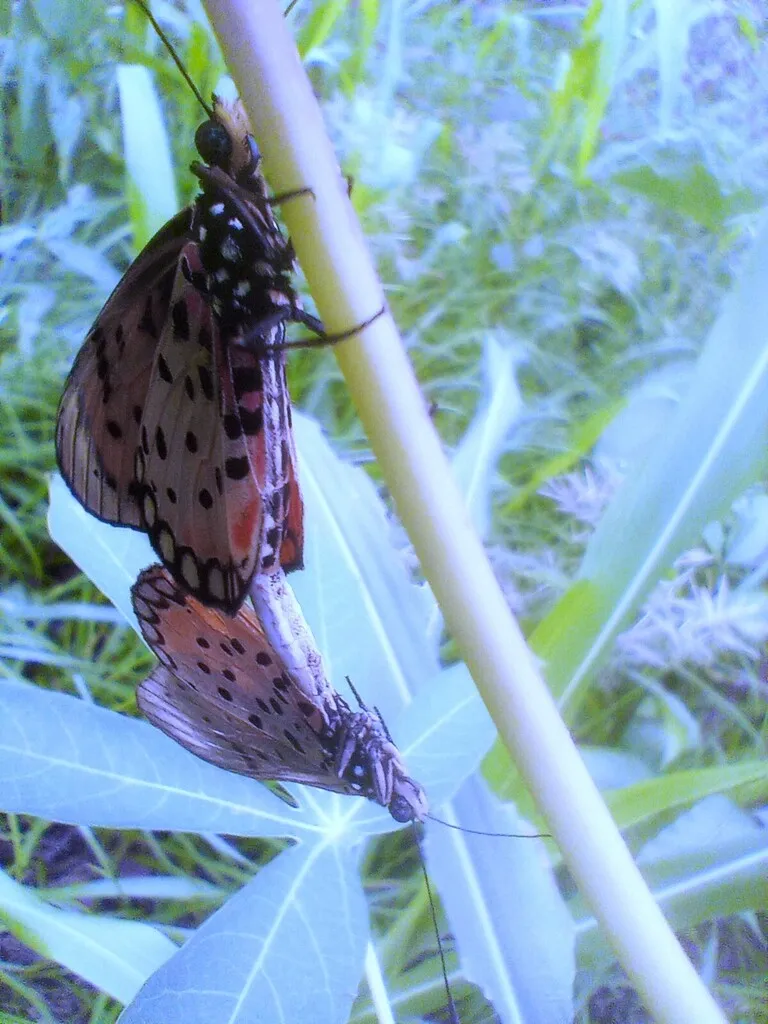 https://inaturalist-open-data.s3.amazonaws.com/photos/519957021/large.jpg