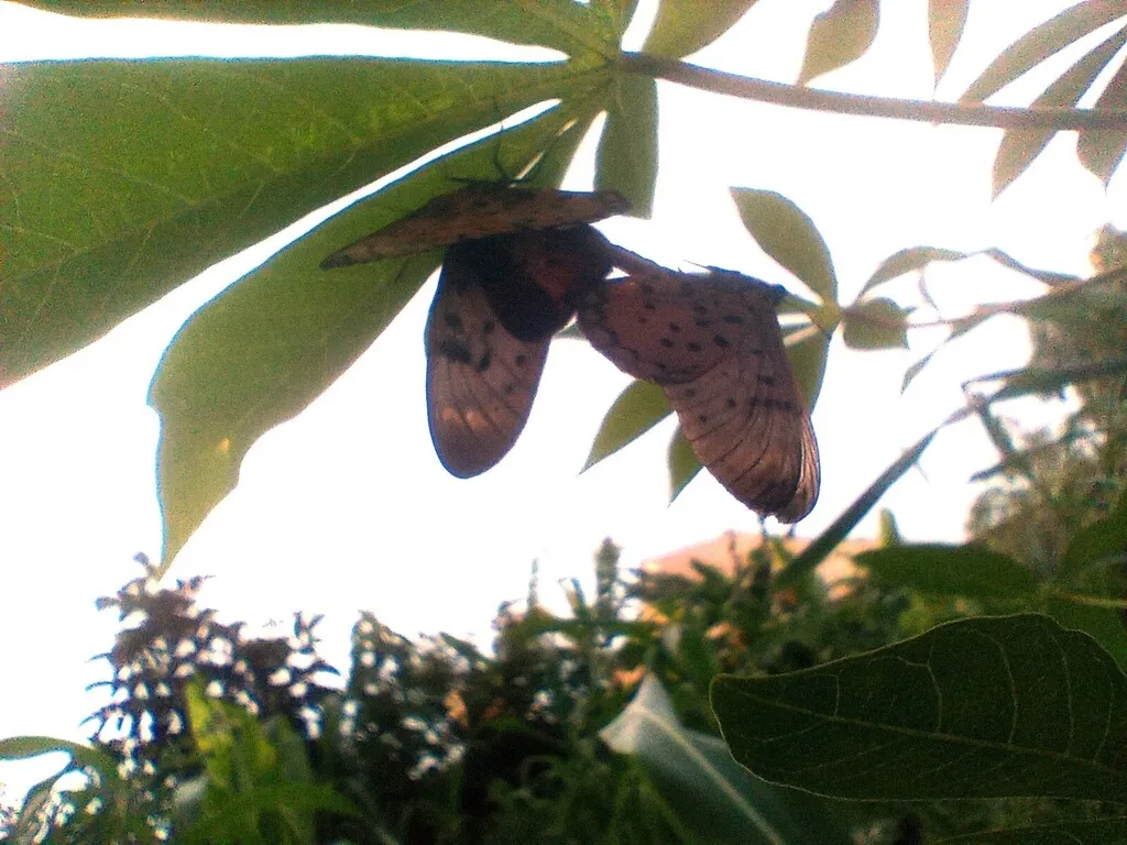 https://inaturalist-open-data.s3.amazonaws.com/photos/519957622/large.jpg