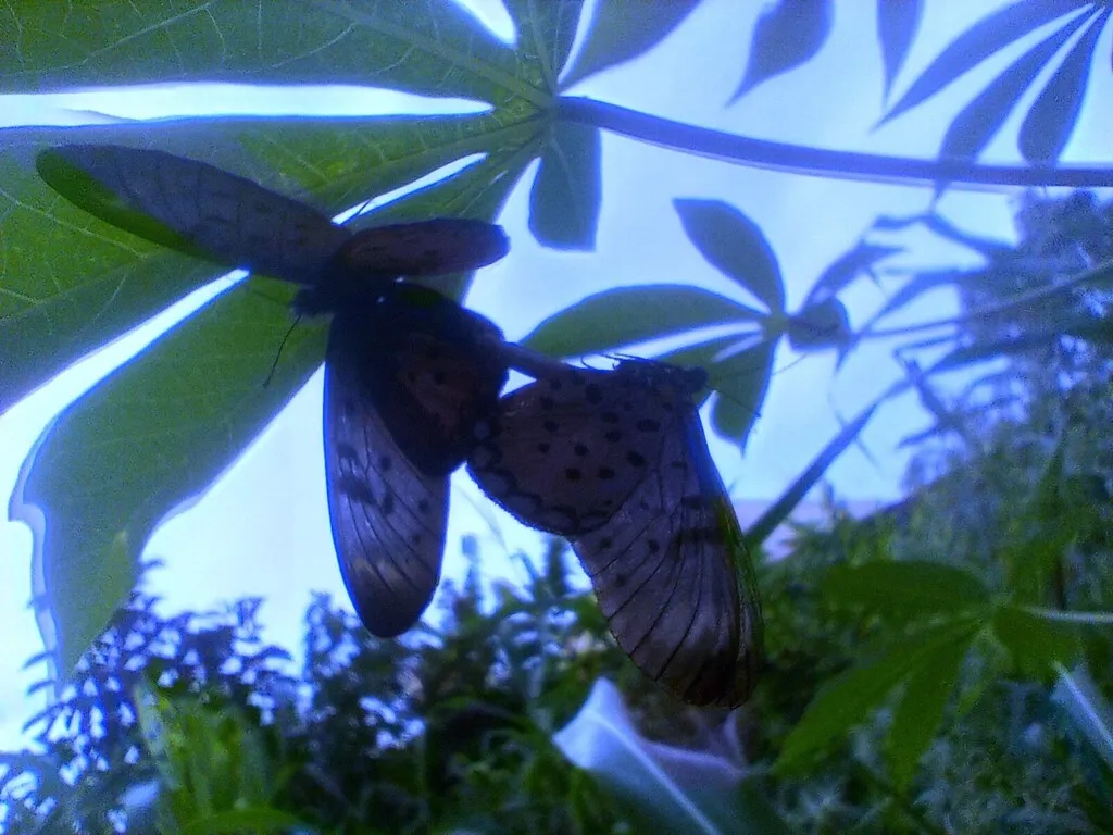https://inaturalist-open-data.s3.amazonaws.com/photos/519957742/large.jpg