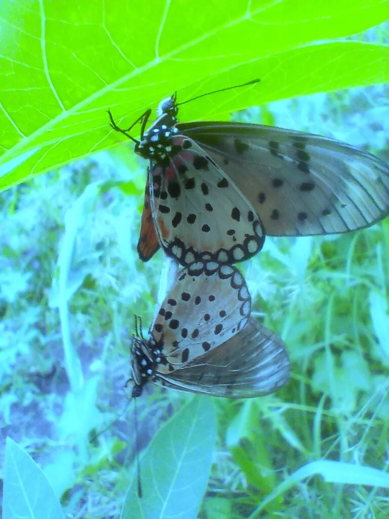 https://inaturalist-open-data.s3.amazonaws.com/photos/519958298/large.jpg