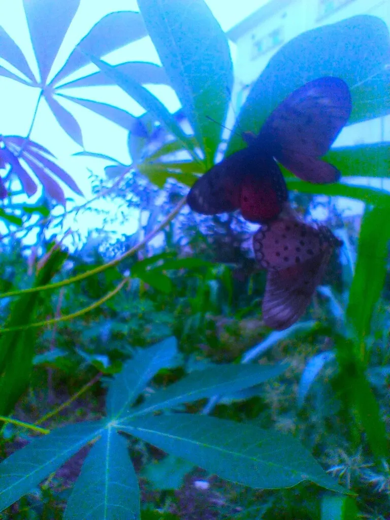 https://inaturalist-open-data.s3.amazonaws.com/photos/519958663/large.jpg