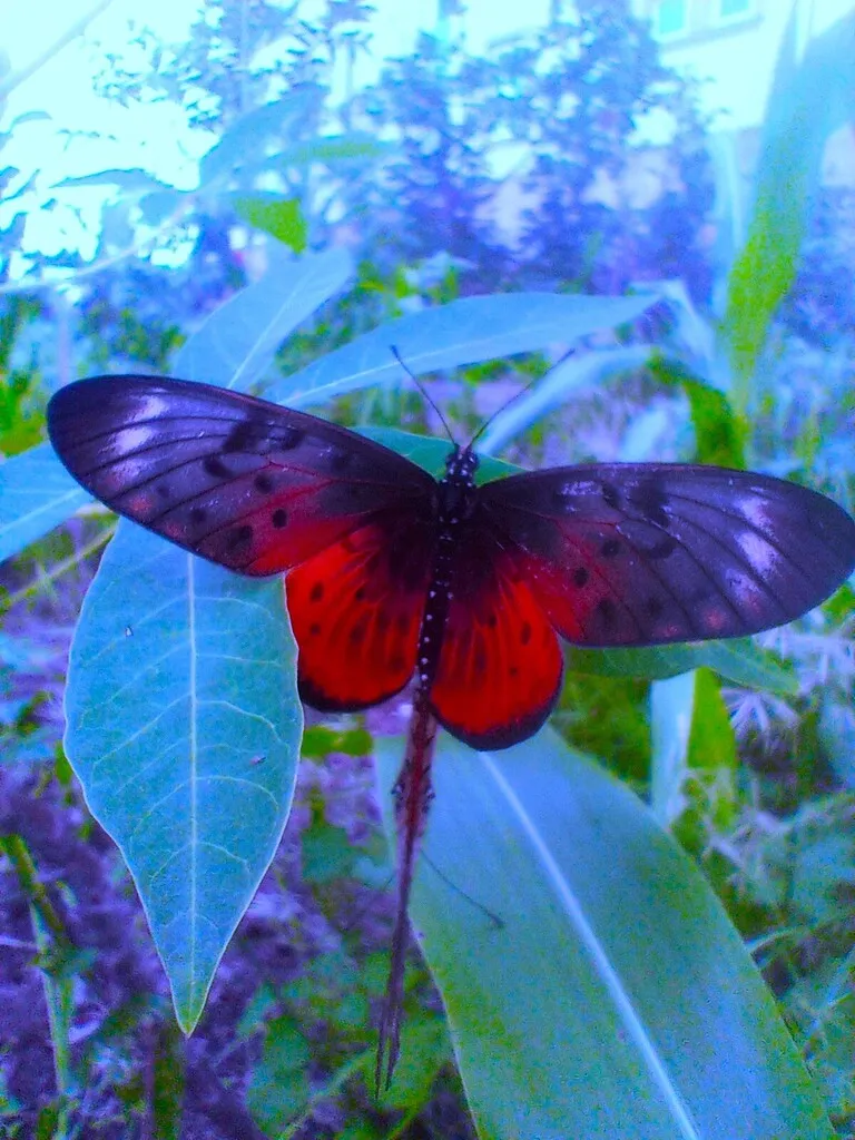 https://inaturalist-open-data.s3.amazonaws.com/photos/519959229/large.jpg