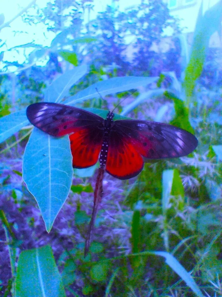 https://inaturalist-open-data.s3.amazonaws.com/photos/519959766/large.jpg