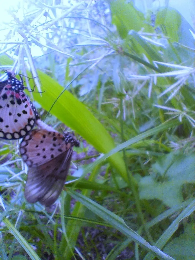 https://inaturalist-open-data.s3.amazonaws.com/photos/519963088/large.jpg
