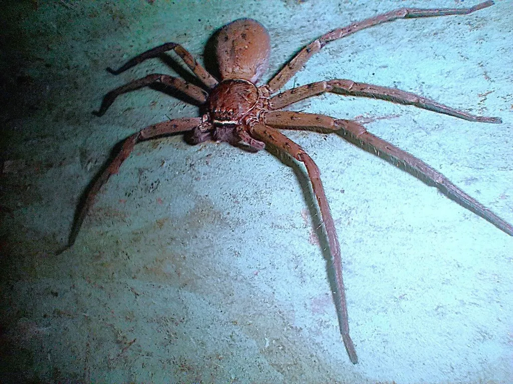 https://inaturalist-open-data.s3.amazonaws.com/photos/524015274/large.jpg