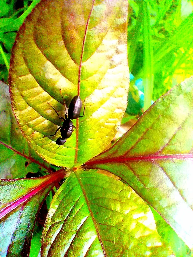 https://inaturalist-open-data.s3.amazonaws.com/photos/526030183/large.jpg