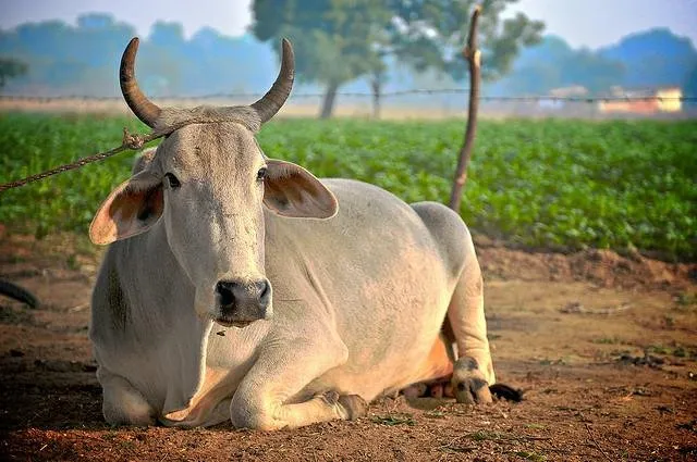 indian-cow.jpg