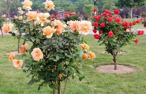 Pruned-Rose-Plants.jpg