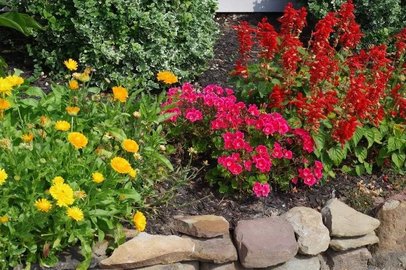 a butterfly garden b.jpg
