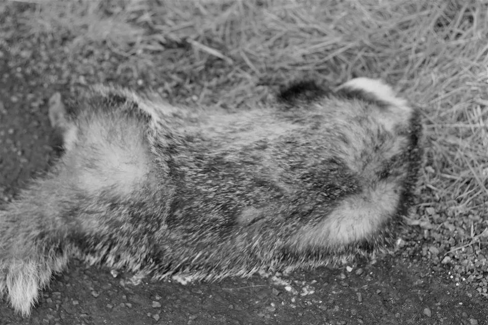 roadkill badger.jpg
