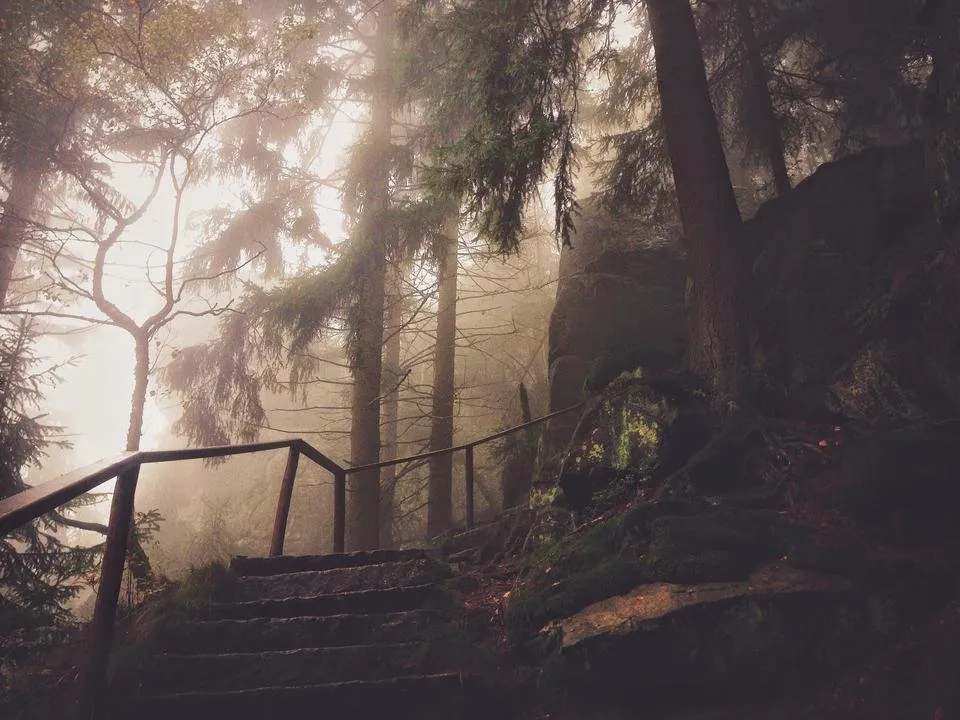 02 Misty Forest.jpg