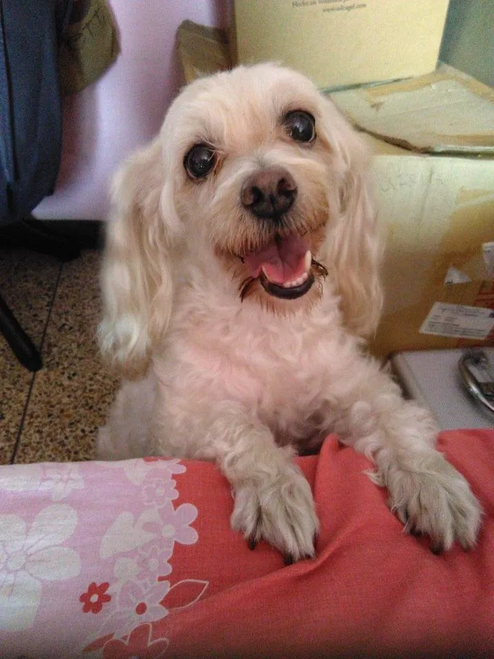 Sonrisa Perla.jpg