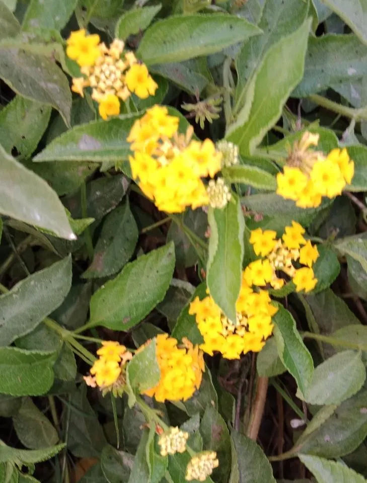 IMG20180907174508.jpg